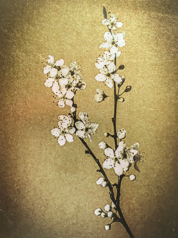 Blossom - Materials: acetate, silver leaf (51g)