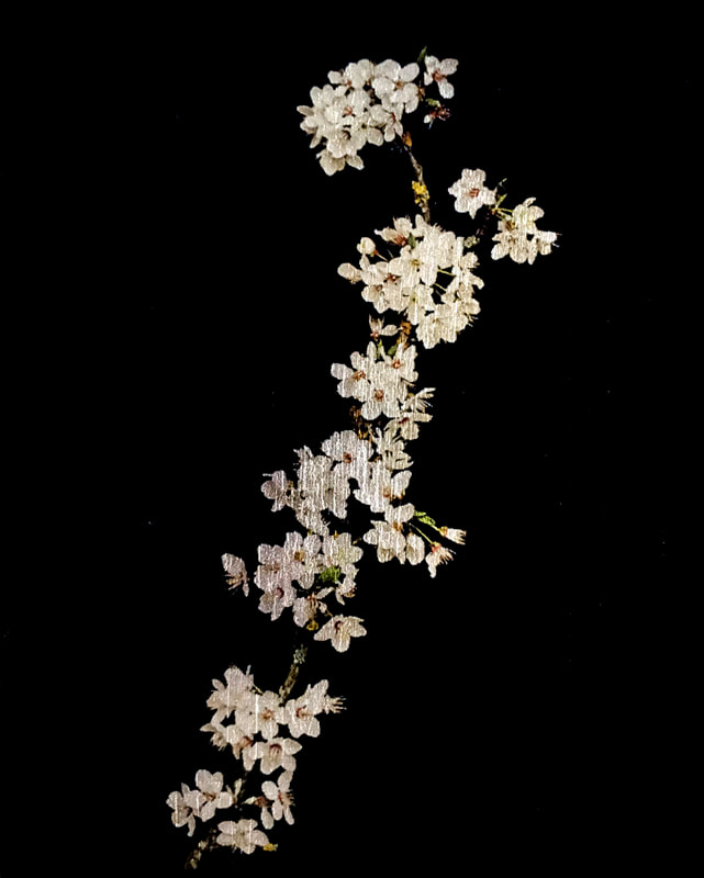 Cherry Blossom - Materials: acetate, silver leaf (51g)